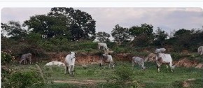 About Shrestam Farm - Free Grazing Desi Cows